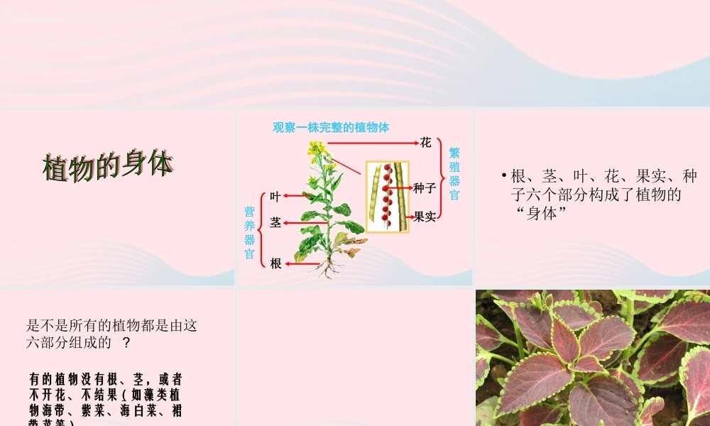 三年级科学下册 二 植物的生长 3《植物的身体》课件3 新人教版-新人教版小学三年级下册自然科学课件