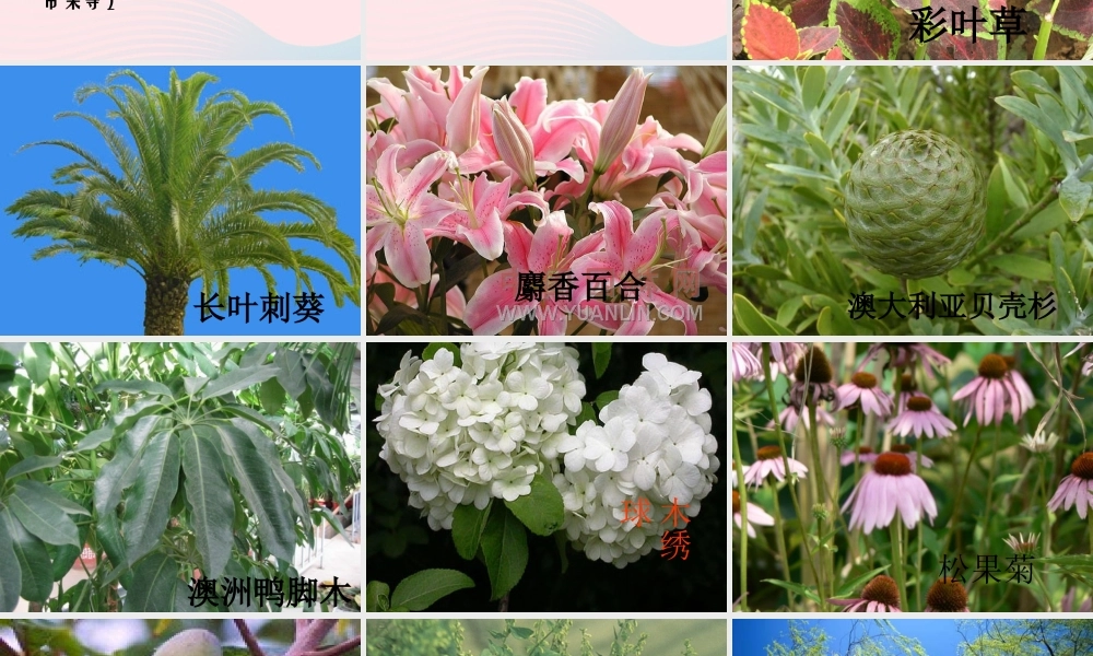 三年级科学下册 二 植物的生长 3《植物的身体》课件3 新人教版-新人教版小学三年级下册自然科学课件