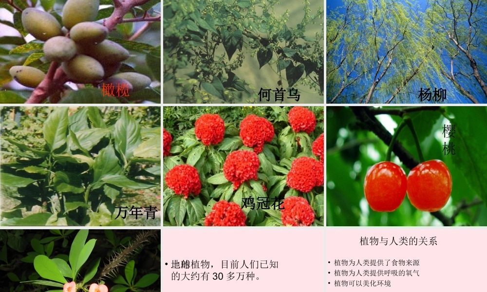 三年级科学下册 二 植物的生长 3《植物的身体》课件3 新人教版-新人教版小学三年级下册自然科学课件