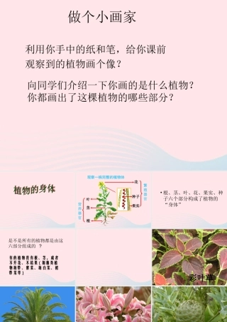 三年级科学下册 二 植物的生长 3《植物的身体》课件3 新人教版-新人教版小学三年级下册自然科学课件