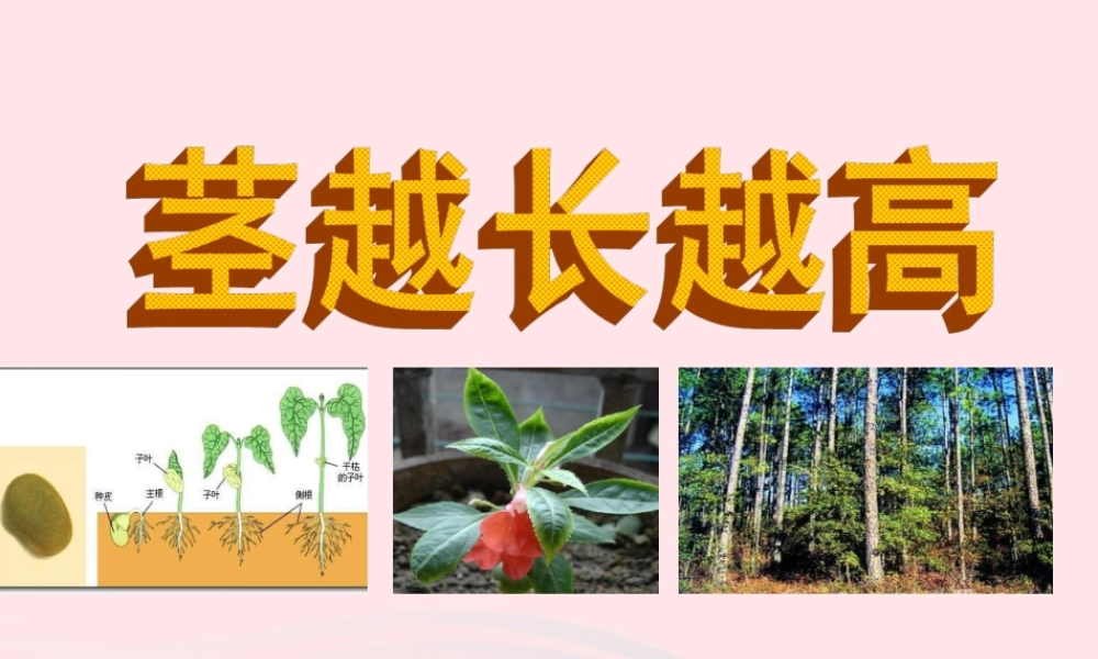 三年级科学下册 植物的生长变化 5茎越长越高课件 教科版-教科版小学三年级下册自然科学课件