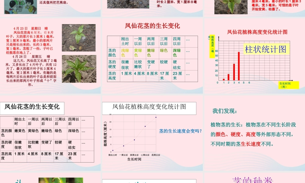 三年级科学下册 植物的生长变化 5茎越长越高课件 教科版-教科版小学三年级下册自然科学课件