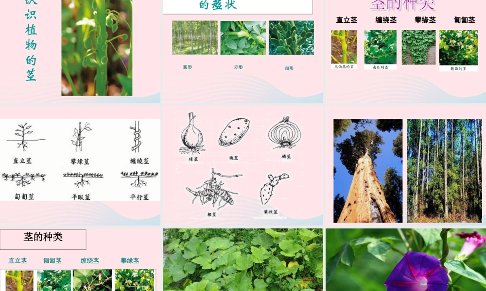 三年级科学下册 植物的生长变化 5茎越长越高课件 教科版-教科版小学三年级下册自然科学课件