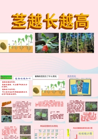 三年级科学下册 植物的生长变化 5茎越长越高课件 教科版-教科版小学三年级下册自然科学课件