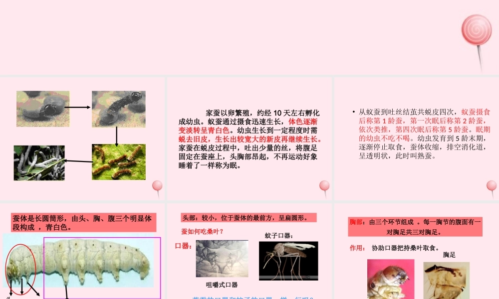 三年级科学下册 第二单元 第6课《蚕宝宝出生了》课件1 鄂教版-鄂教版小学三年级下册自然科学课件