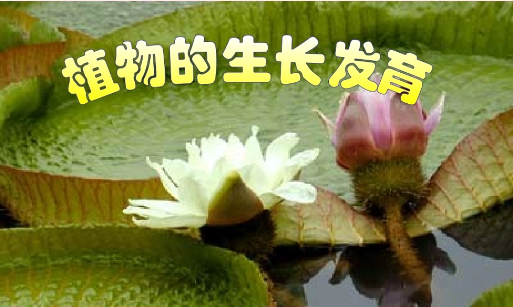 三年级科学下册 二 植物的生长 4《是什么在影响植物生长》课件1 新人教版-新人教版小学三年级下册自然科学课件
