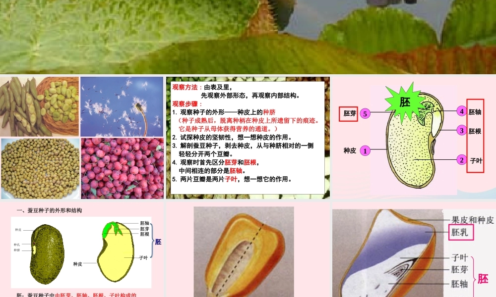 三年级科学下册 二 植物的生长 4《是什么在影响植物生长》课件1 新人教版-新人教版小学三年级下册自然科学课件