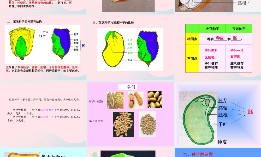 三年级科学下册 二 植物的生长 4《是什么在影响植物生长》课件1 新人教版-新人教版小学三年级下册自然科学课件