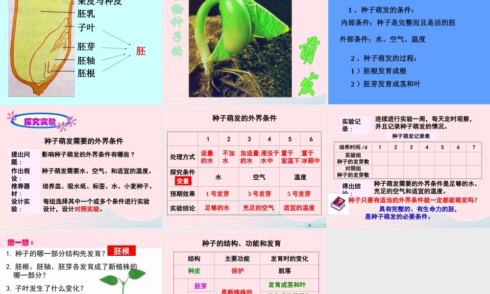 三年级科学下册 二 植物的生长 4《是什么在影响植物生长》课件1 新人教版-新人教版小学三年级下册自然科学课件