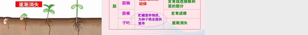 三年级科学下册 二 植物的生长 4《是什么在影响植物生长》课件1 新人教版-新人教版小学三年级下册自然科学课件