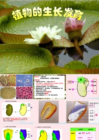 三年级科学下册 二 植物的生长 4《是什么在影响植物生长》课件1 新人教版-新人教版小学三年级下册自然科学课件