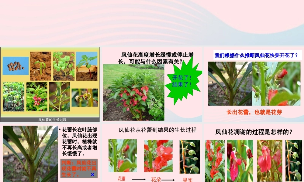 三年级科学下册 植物的生长变化 6 开花了 结果了课件 教科版-教科版小学三年级下册自然科学课件