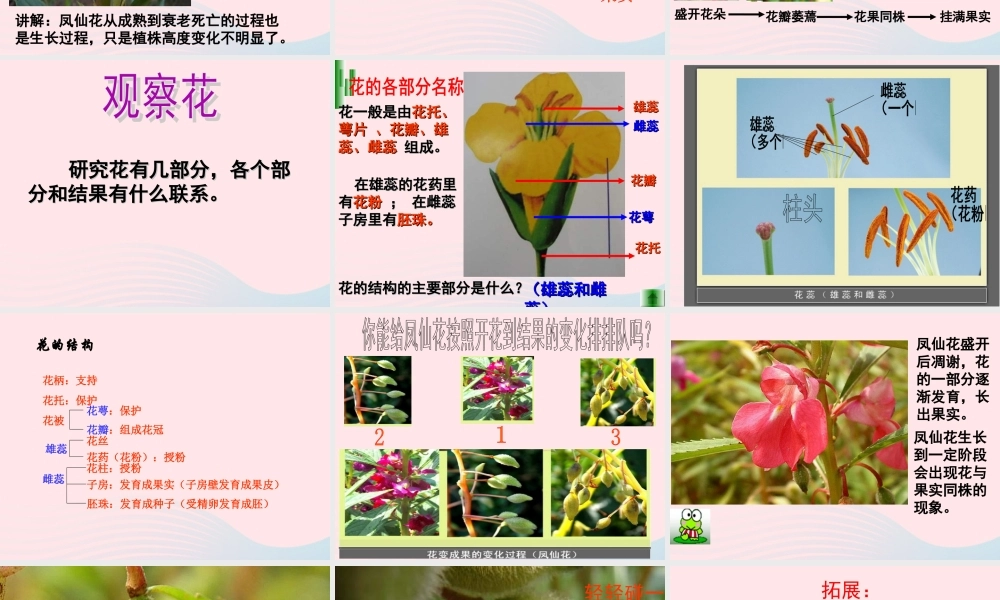 三年级科学下册 植物的生长变化 6 开花了 结果了课件 教科版-教科版小学三年级下册自然科学课件