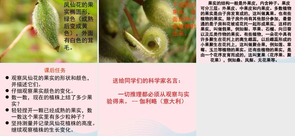 三年级科学下册 植物的生长变化 6 开花了 结果了课件 教科版-教科版小学三年级下册自然科学课件