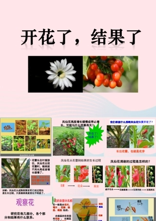 三年级科学下册 植物的生长变化 6 开花了 结果了课件 教科版-教科版小学三年级下册自然科学课件