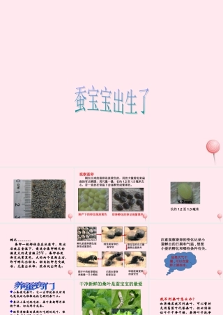 三年级科学下册 第二单元 第6课《蚕宝宝出生了》课件2 鄂教版-鄂教版小学三年级下册自然科学课件