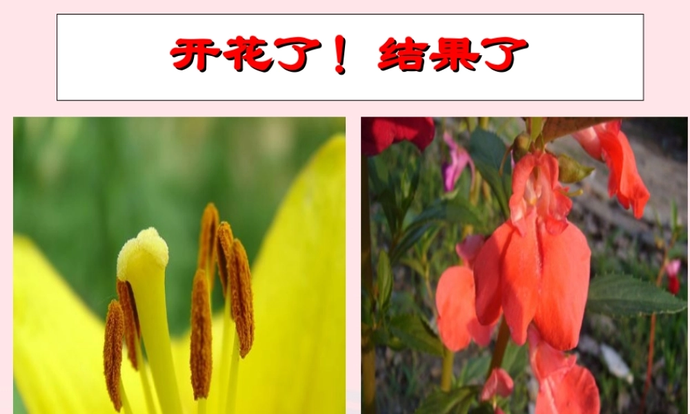 三年级科学下册 植物的生长变化 6 开花了结果了课件1 教科版-教科版小学三年级下册自然科学课件