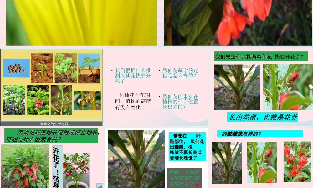 三年级科学下册 植物的生长变化 6 开花了结果了课件1 教科版-教科版小学三年级下册自然科学课件