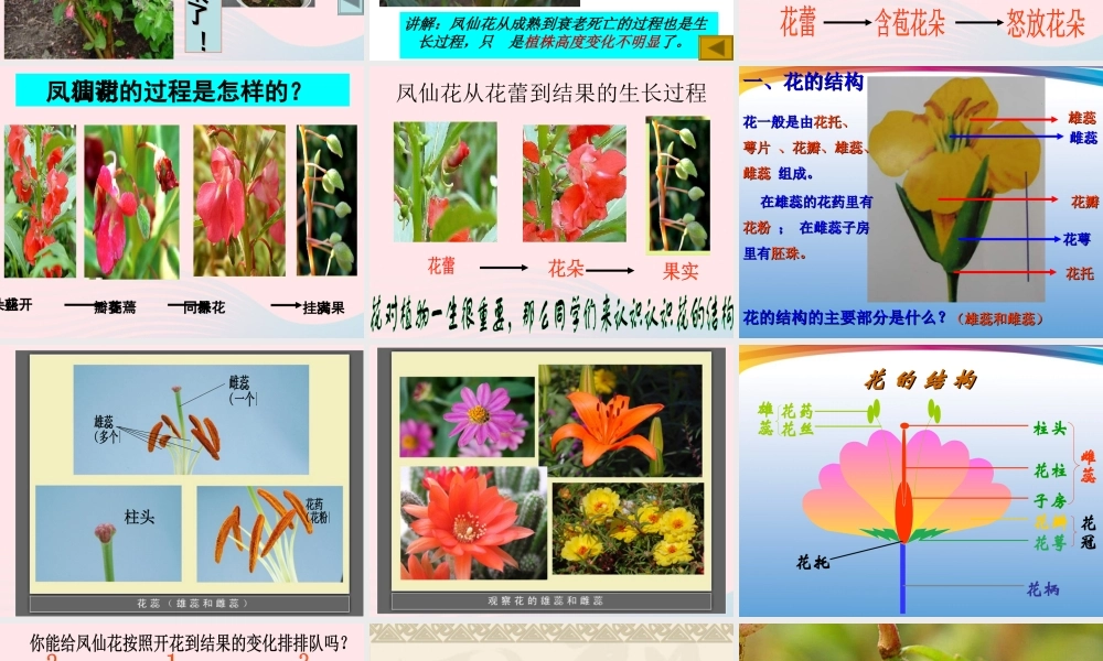 三年级科学下册 植物的生长变化 6 开花了结果了课件1 教科版-教科版小学三年级下册自然科学课件