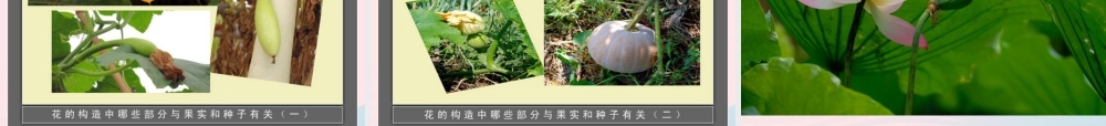 三年级科学下册 植物的生长变化 6 开花了结果了课件1 教科版-教科版小学三年级下册自然科学课件