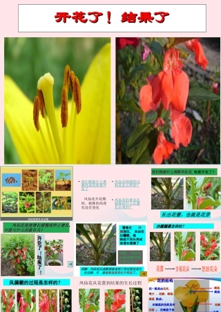 三年级科学下册 植物的生长变化 6 开花了结果了课件1 教科版-教科版小学三年级下册自然科学课件