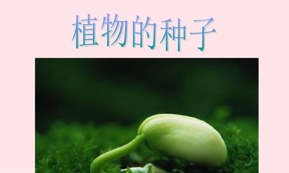三年级科学下册 二 植物的生长 第1课《植物的种子》课件1 新人教版-新人教版小学三年级下册自然科学课件
