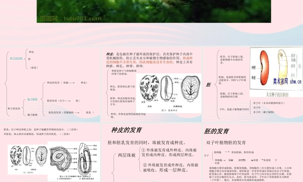 三年级科学下册 二 植物的生长 第1课《植物的种子》课件1 新人教版-新人教版小学三年级下册自然科学课件