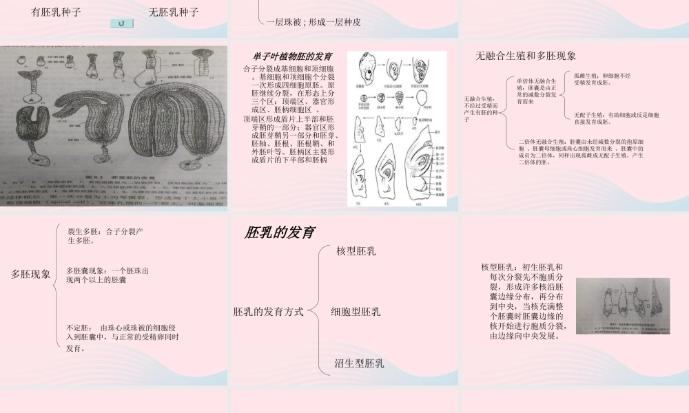 三年级科学下册 二 植物的生长 第1课《植物的种子》课件1 新人教版-新人教版小学三年级下册自然科学课件