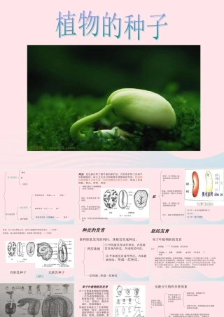 三年级科学下册 二 植物的生长 第1课《植物的种子》课件1 新人教版-新人教版小学三年级下册自然科学课件