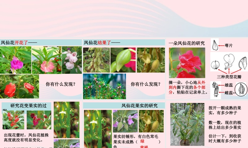 三年级科学下册 植物的生长变化 6 开花了结果了课件2 教科版-教科版小学三年级下册自然科学课件