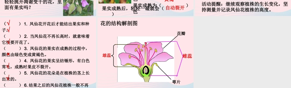 三年级科学下册 植物的生长变化 6 开花了结果了课件2 教科版-教科版小学三年级下册自然科学课件