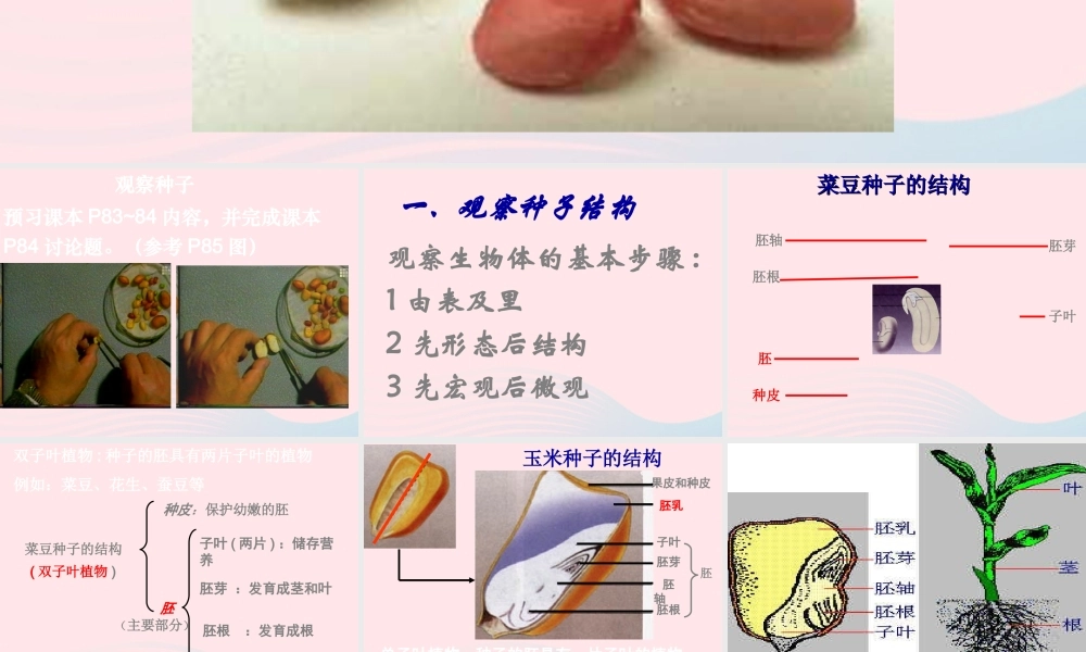 三年级科学下册 二 植物的生长 第1课《植物的种子》课件2 新人教版-新人教版小学三年级下册自然科学课件