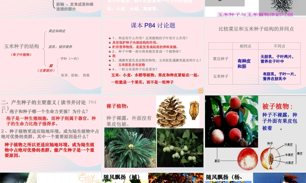 三年级科学下册 二 植物的生长 第1课《植物的种子》课件2 新人教版-新人教版小学三年级下册自然科学课件