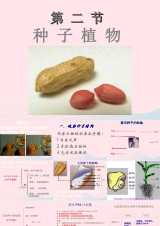 三年级科学下册 二 植物的生长 第1课《植物的种子》课件2 新人教版-新人教版小学三年级下册自然科学课件
