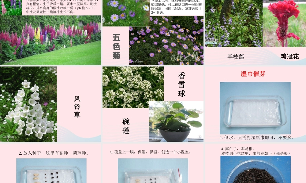 三年级科学下册 二 植物的生长 第2课《栽种植物》课件 新人教版-新人教版小学三年级下册自然科学课件