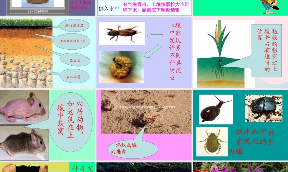 三年级科学下册 三 植物生活的土地 1《土壤里有什么》课件1 新人教版-新人教版小学三年级下册自然科学课件