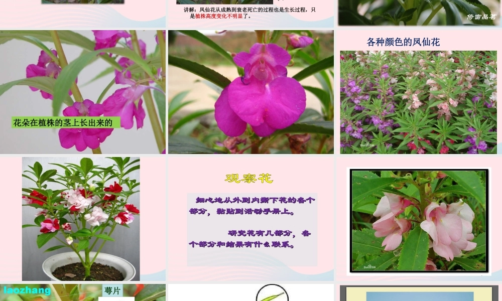 三年级科学下册 植物的生长变化 6《开花了 结果了》课件 教科版-教科版小学三年级下册自然科学课件