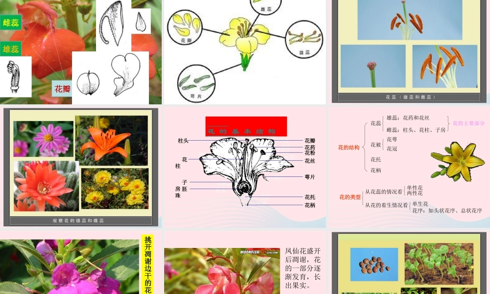 三年级科学下册 植物的生长变化 6《开花了 结果了》课件 教科版-教科版小学三年级下册自然科学课件