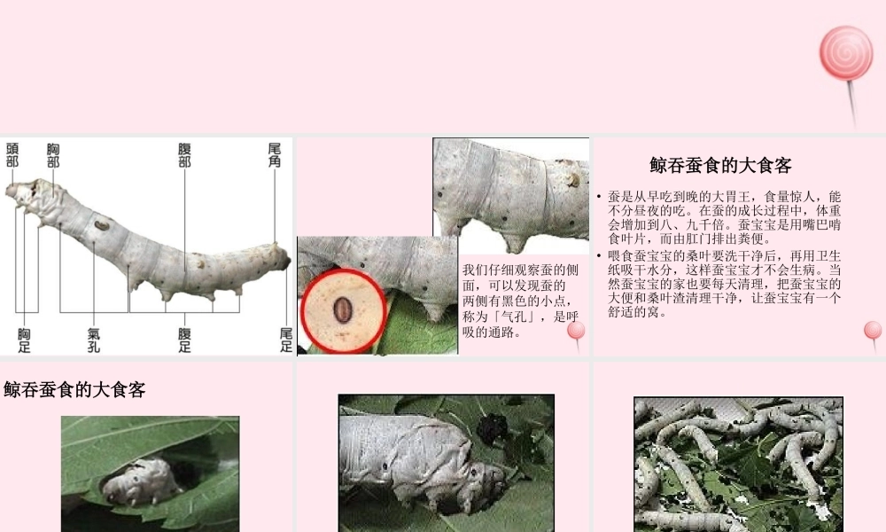 三年级科学下册 第二单元 第7课《可爱的蚕宝宝》课件1 鄂教版-鄂教版小学三年级下册自然科学课件