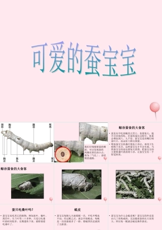 三年级科学下册 第二单元 第7课《可爱的蚕宝宝》课件1 鄂教版-鄂教版小学三年级下册自然科学课件