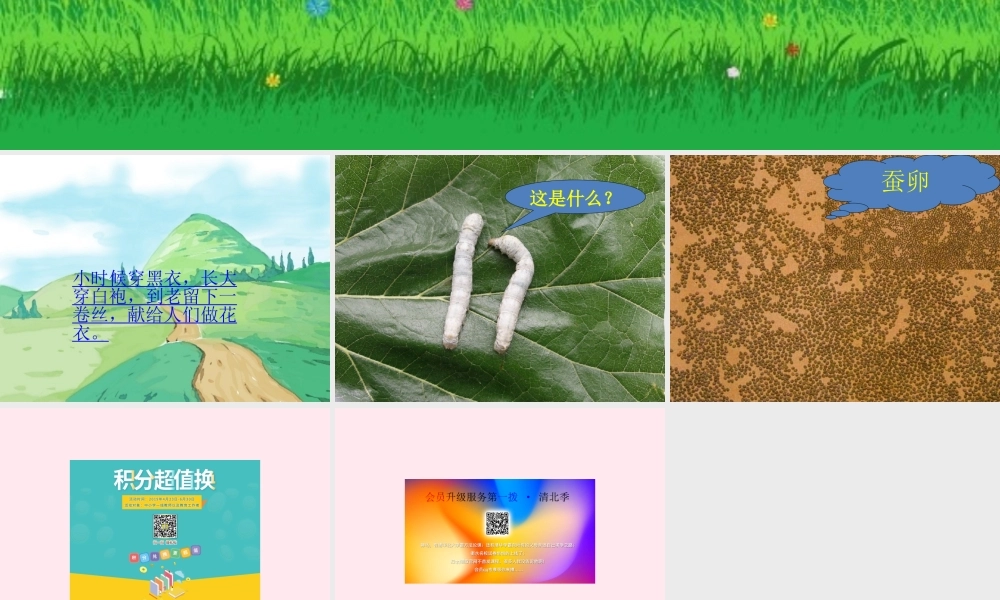 三年级科学下册 第二单元 第7课《可爱的蚕宝宝》课件2 鄂教版-鄂教版小学三年级下册自然科学课件