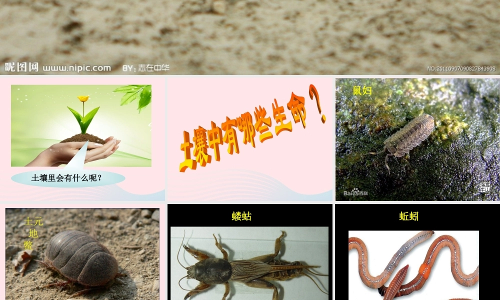 三年级科学下册 三 植物生活的土地 1《土壤里有什么》课件3 新人教版-新人教版小学三年级下册自然科学课件