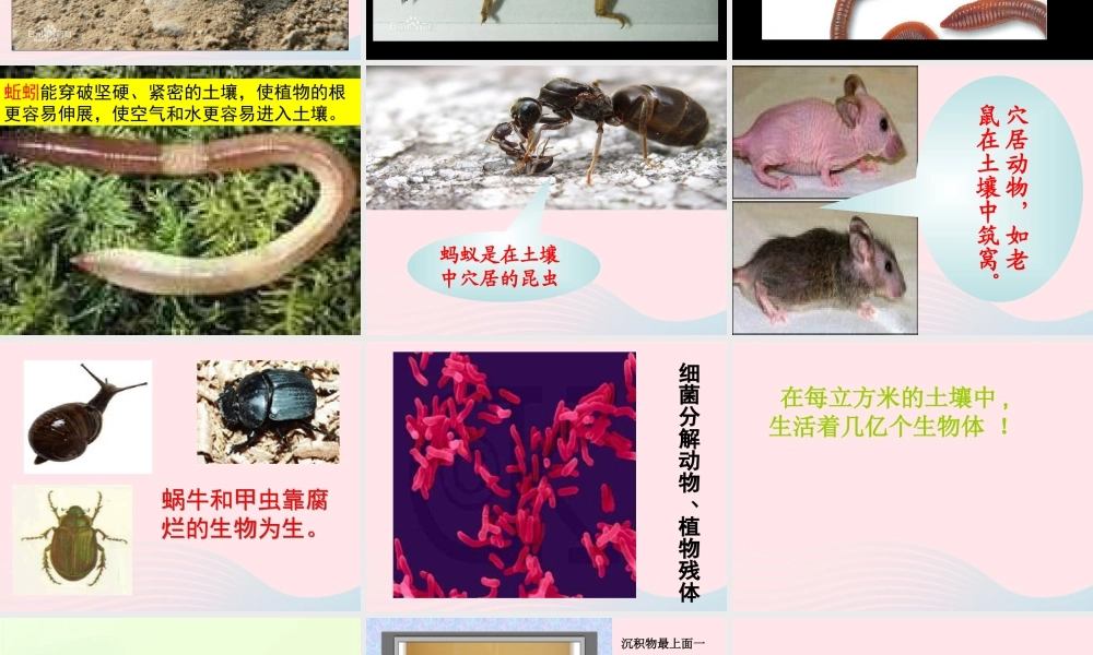 三年级科学下册 三 植物生活的土地 1《土壤里有什么》课件3 新人教版-新人教版小学三年级下册自然科学课件