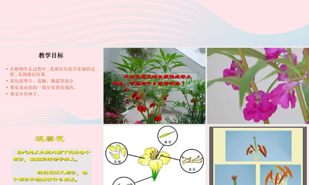 三年级科学下册 植物的生长变化 6《开花了结果了》课件 教科版-教科版小学三年级下册自然科学课件
