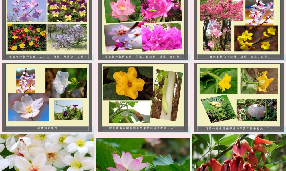 三年级科学下册 植物的生长变化 6《开花了结果了》课件 教科版-教科版小学三年级下册自然科学课件