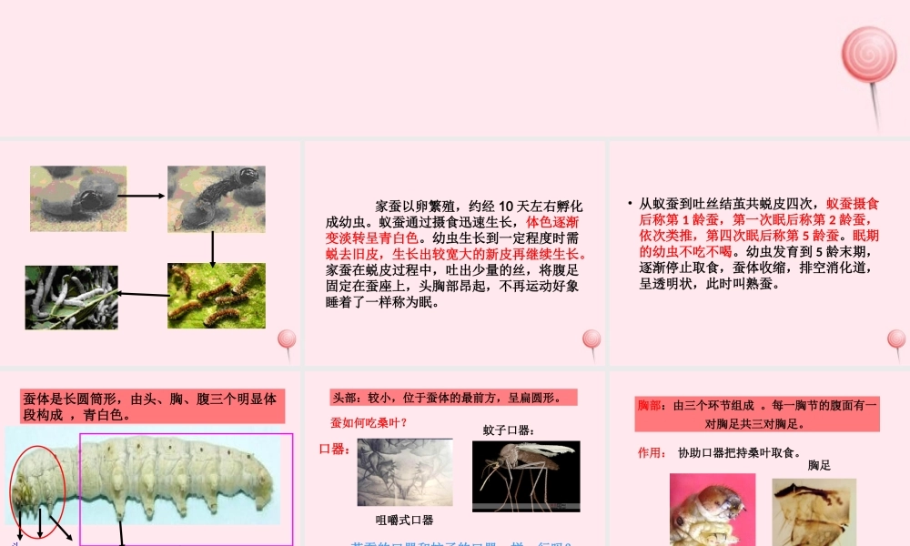 三年级科学下册 第二单元 第7课《可爱的蚕宝宝》课件3 鄂教版-鄂教版小学三年级下册自然科学课件
