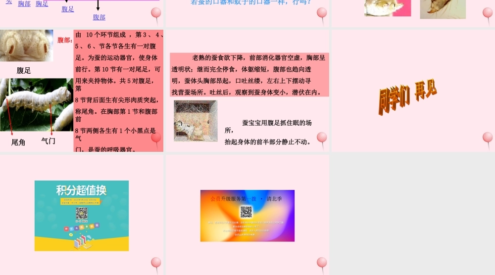 三年级科学下册 第二单元 第7课《可爱的蚕宝宝》课件3 鄂教版-鄂教版小学三年级下册自然科学课件