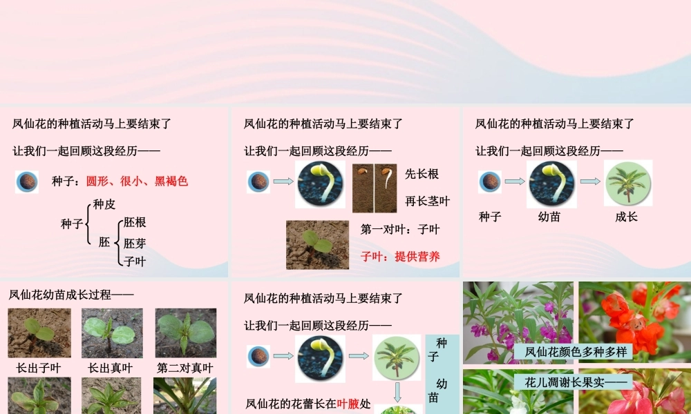 三年级科学下册 植物的生长变化 7 我们的大丰收课件1 教科版-教科版小学三年级下册自然科学课件