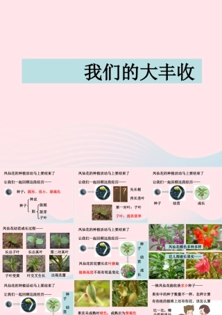 三年级科学下册 植物的生长变化 7 我们的大丰收课件1 教科版-教科版小学三年级下册自然科学课件