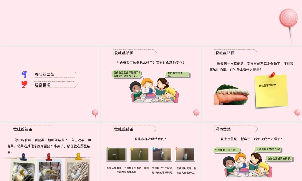 三年级科学下册 第二单元 第8课《蚕宝宝建新房》课件1 鄂教版-鄂教版小学三年级下册自然科学课件